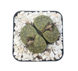 Lithops green (Double head)