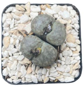 double head lithops white plant