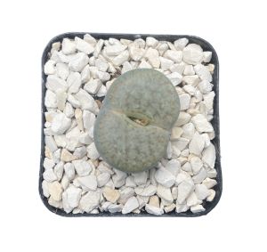 lithops white stone