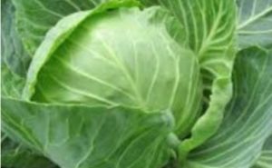 Cabbage