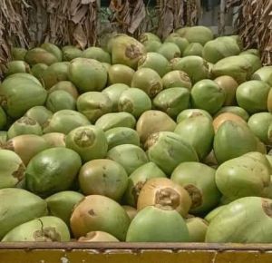 A Grade Tender Coconut