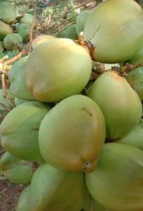 Tender Coconut Water