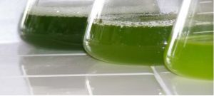 Algal cultures