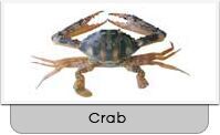 cross crab