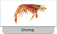 sea shrimp