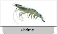 Shrimp