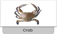 spotted crab