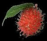 Rambutan