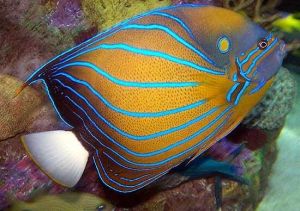 blue ring angel fish