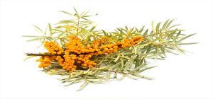 Sea Buckthorn