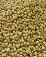 CORIANDER PAROT