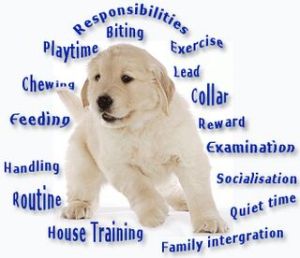 Dog Training Books Cds, Dvd