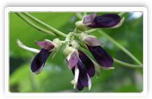 Mucuna Herbal Extract