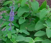 Coleus Forskohlii