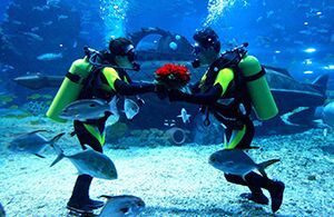 Underwater Wedding Planner