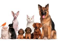 Generic Veterinary Medicines