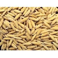 Hybrid Rice Seed