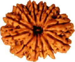 Twelve mukhi rudraksha