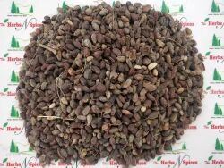 Neem Seed