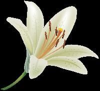 Lily Flower