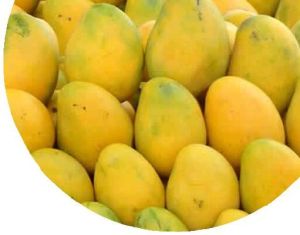 baiganpally Mango