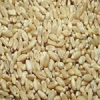 Soft Milling Wheat