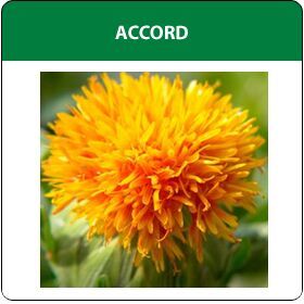 Accord Flower