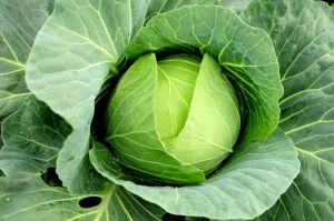 Cabbage Seeds