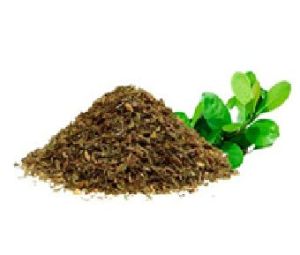 Yerba Mate Extract