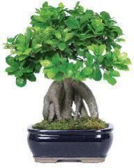 Bonsai Plants