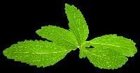 stevia leaf