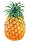 Fresh Pineapple