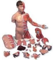 Human Anatomical Models