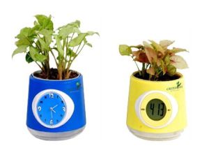 Syngonium In Clock Pot