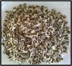 Moringa Seeds