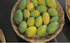 Dashehri MANGO