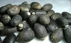 Jatropha Seed