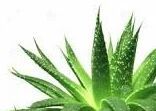 aloe vera leaf extract