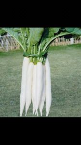 Radish Seeds