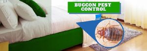 BEDBUG CONTROL