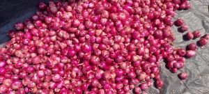 Red Onion