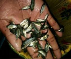 Monosex Tilapia fish seed