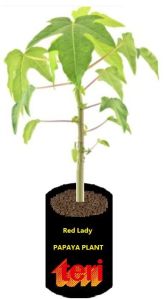 red lady papaya plant