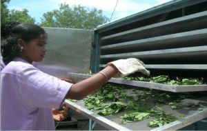 HERB SOLAR DRYER