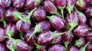 Brinjal