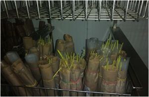 SEEDS STORAGE