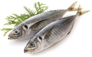 Mackerel Fish