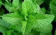 Mentha arvensis leaves