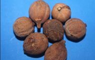 Terminalia Belerica Fruit