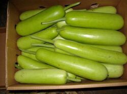 Fresh Bottle Gourd